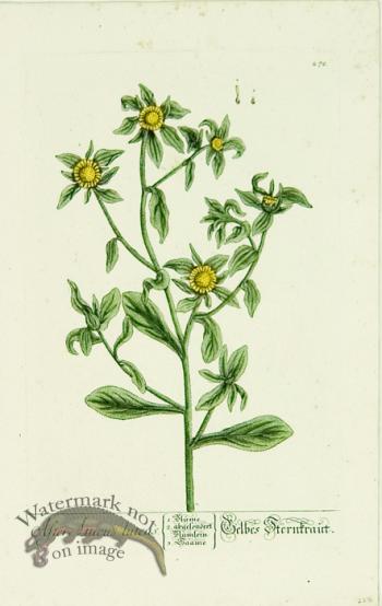 Blackwell German 060